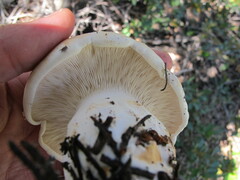Leucopaxillus