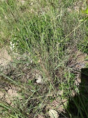 Bouteloua curtipendula