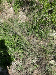 Bouteloua curtipendula
