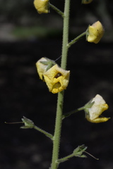 Verbascum blattaria