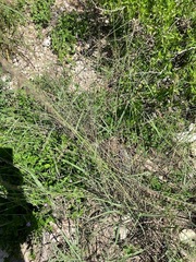 Bouteloua curtipendula