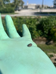 Naupactus