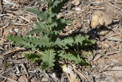 Verbascum blattaria