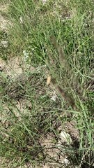 Bouteloua curtipendula