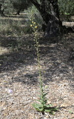 Verbascum blattaria