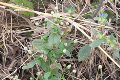 Acmella radicans