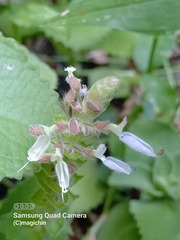 Coleus amboinicus