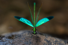 Neurobasis chinensis