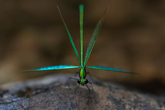 Neurobasis chinensis