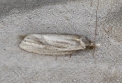 Blastobasidae