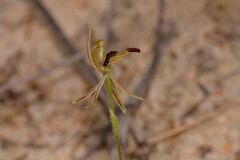 Caladenia pachychila