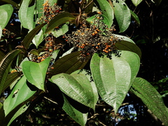 Miconia hypoleuca