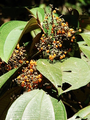 Miconia hypoleuca
