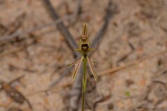 Caladenia pachychila