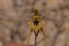Caladenia pachychila