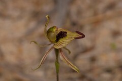 Caladenia pachychila