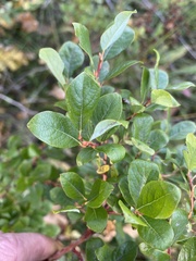 Salix starkeana