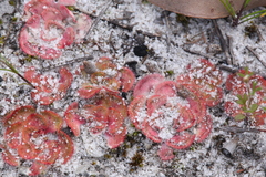 Drosera zonaria