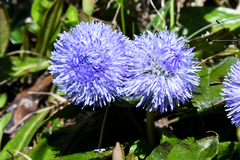 Globularia