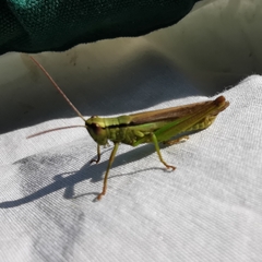 Mecostethus parapleurus