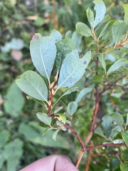 Salix starkeana