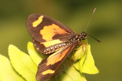 Acraea