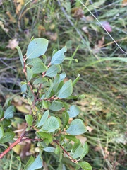 Salix starkeana