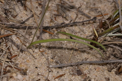 Caladenia pachychila