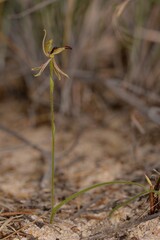 Caladenia pachychila
