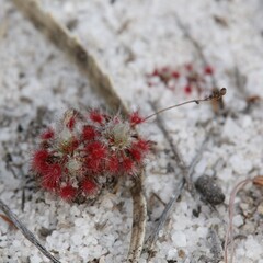 Drosera minutiflora