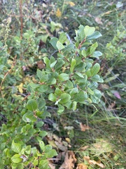 Salix starkeana