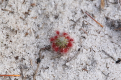 Drosera minutiflora