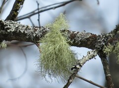 Usnea subfloridana