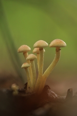 Hypholoma fasciculare
