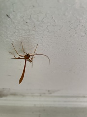 Enicospilus americanus-complex