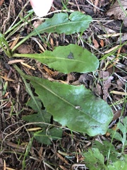 Taraxacum officinale