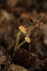 Hypholoma fasciculare