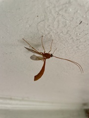 Enicospilus americanus-complex