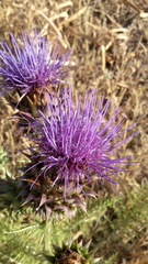 Cynara