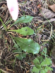Taraxacum officinale