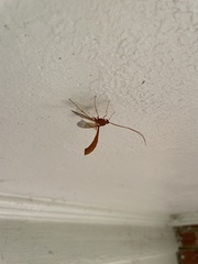 Enicospilus americanus-complex