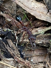 Myrmecia forficata