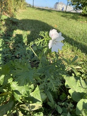 Malva