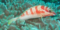 Epinephelus fasciatus