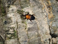 Rhynchophorus ferrugineus