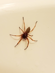 Trachelas tranquillus