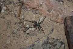 Latrodectus cinctus