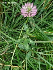 Trifolium pratense