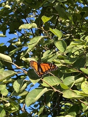 Danaus plexippus