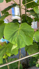 Paulownia tomentosa